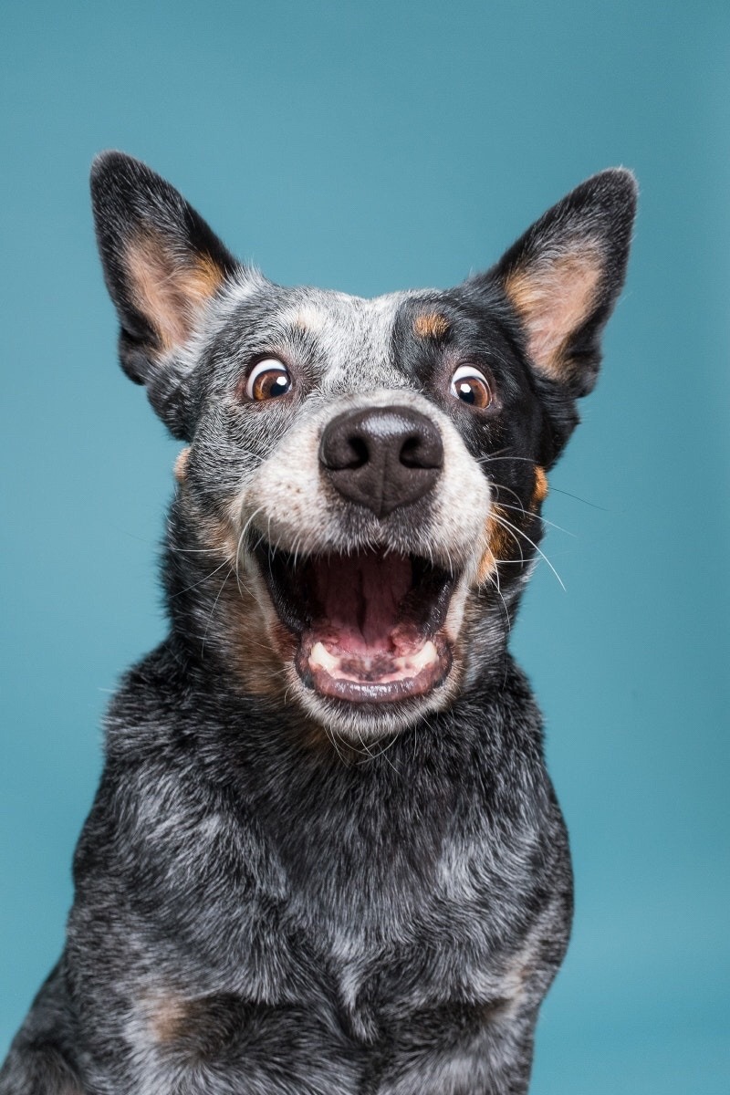 800x1200, 205 Kb / собака, взгляд, пестрая, беззубая, улыбка