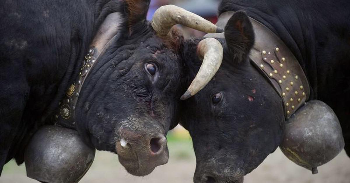 1200x630, 77 Kb / быки, бой