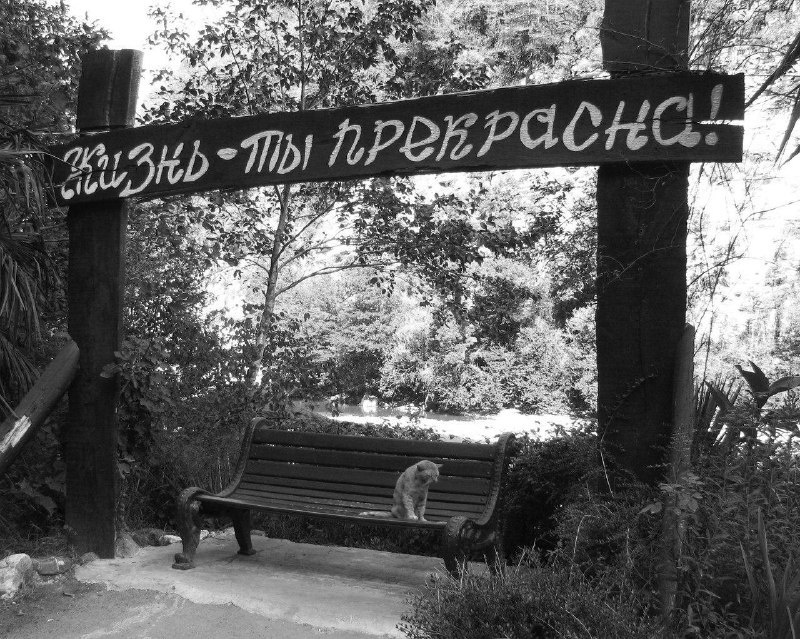 800x639, 182 Kb / кот, скамейка, жизнь, ч/б