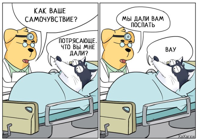 650x459, 79 Kb / собака, доктор, поспать, самочувствие, хаски