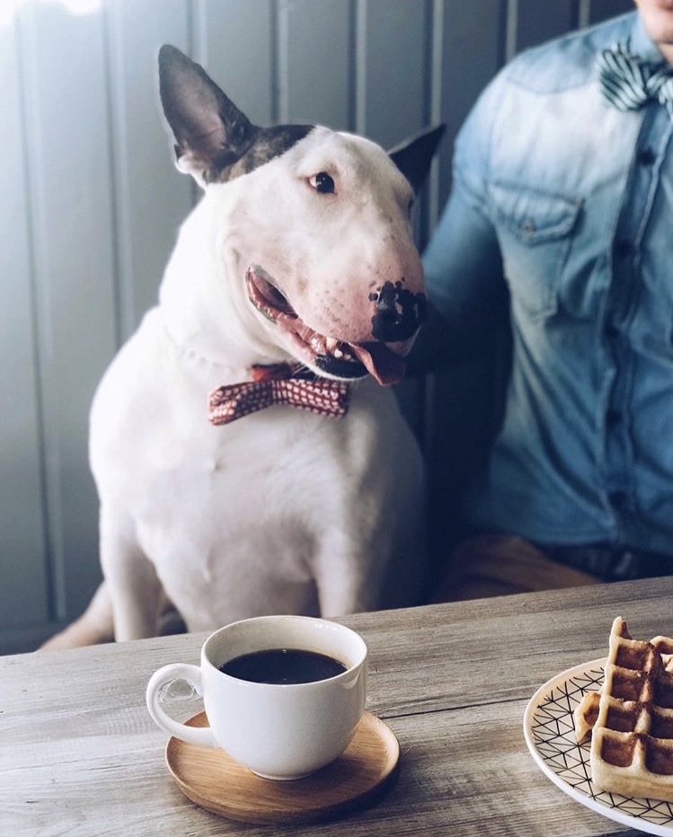 749x932, 184 Kb / собака, бультерьер, бабочка, кофе, вафли, рубашка