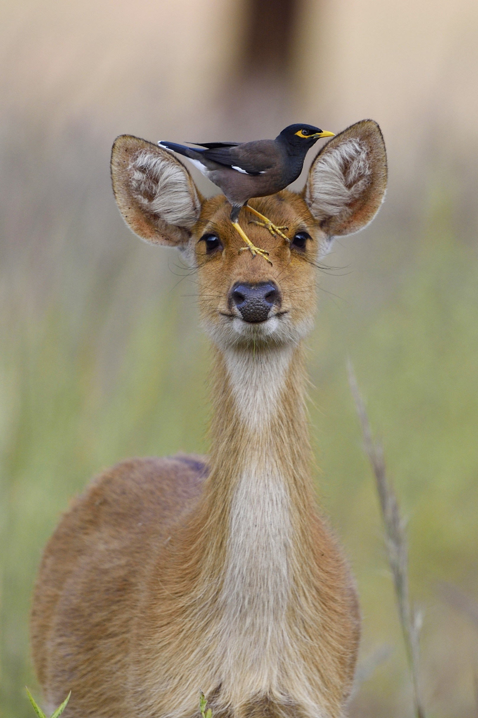 1616x2424, 636 Kb / оленек, птица, майна