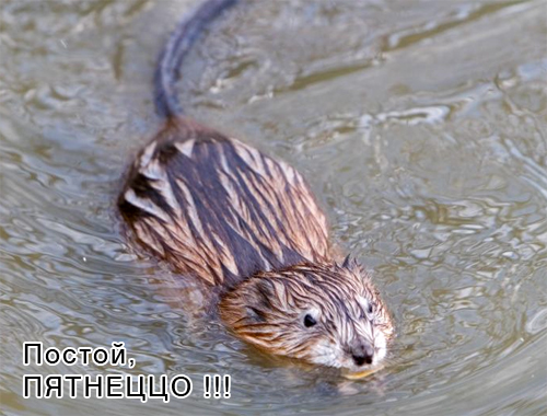 500x380, 169 Kb / крыса, река