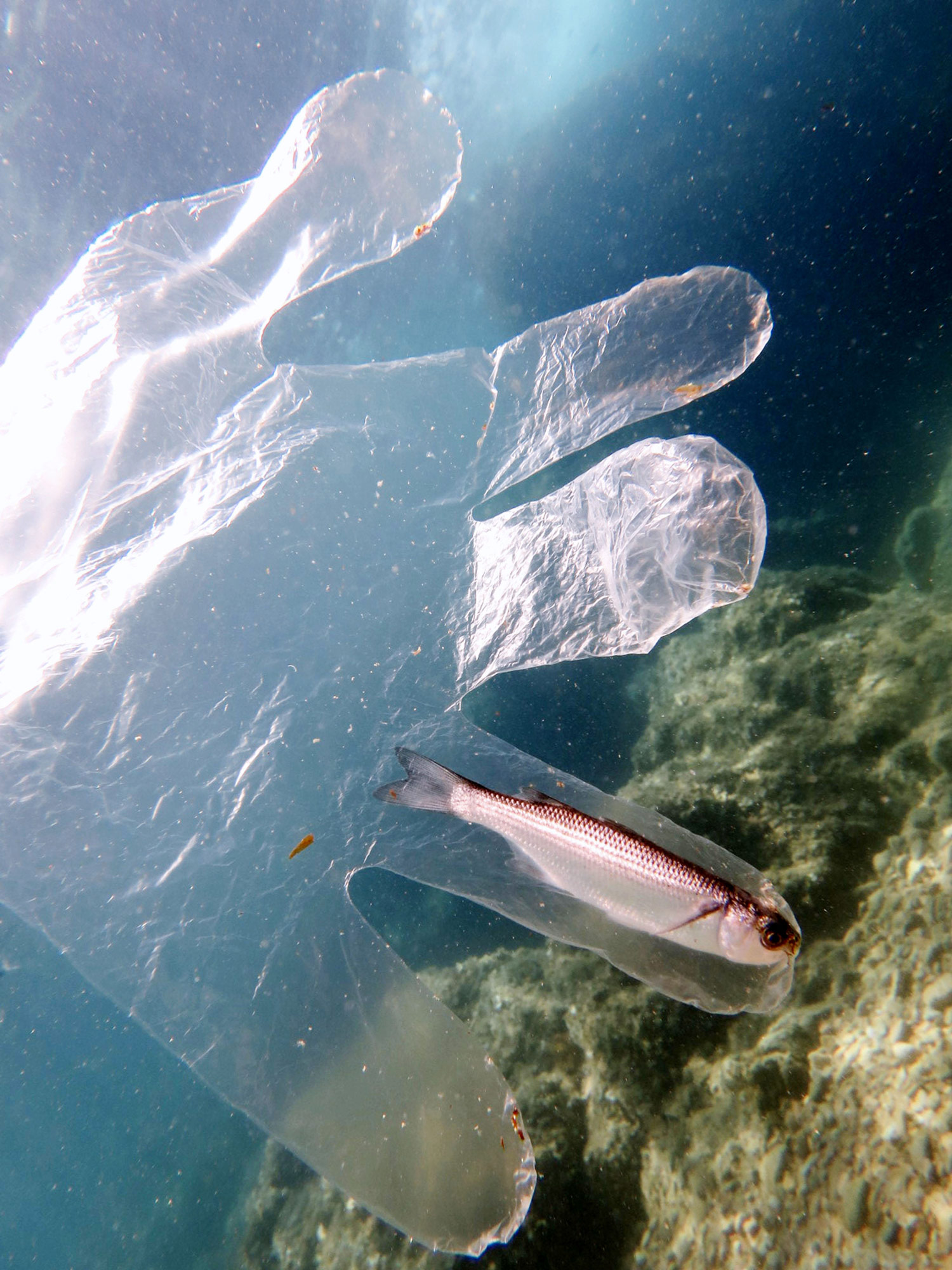 1500x2000, 542 Kb / перчатка, рыбка, esquire