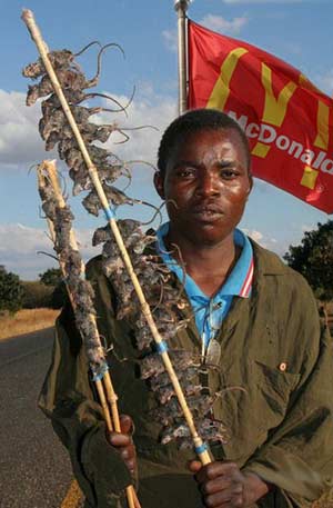 300x457, 24 Kb / крысы, негр, макдональдс