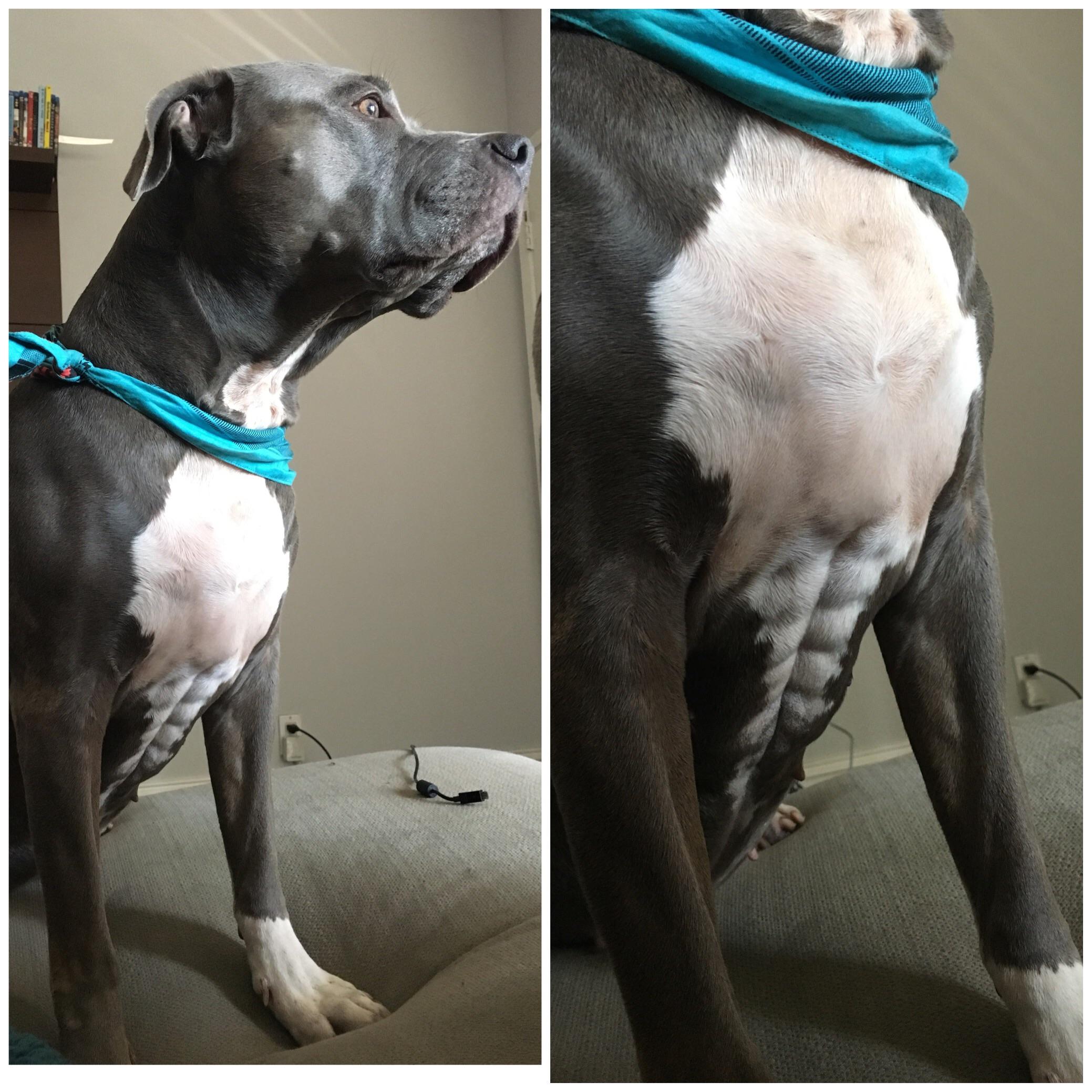 2078x2078, 412 Kb / собака, пресс