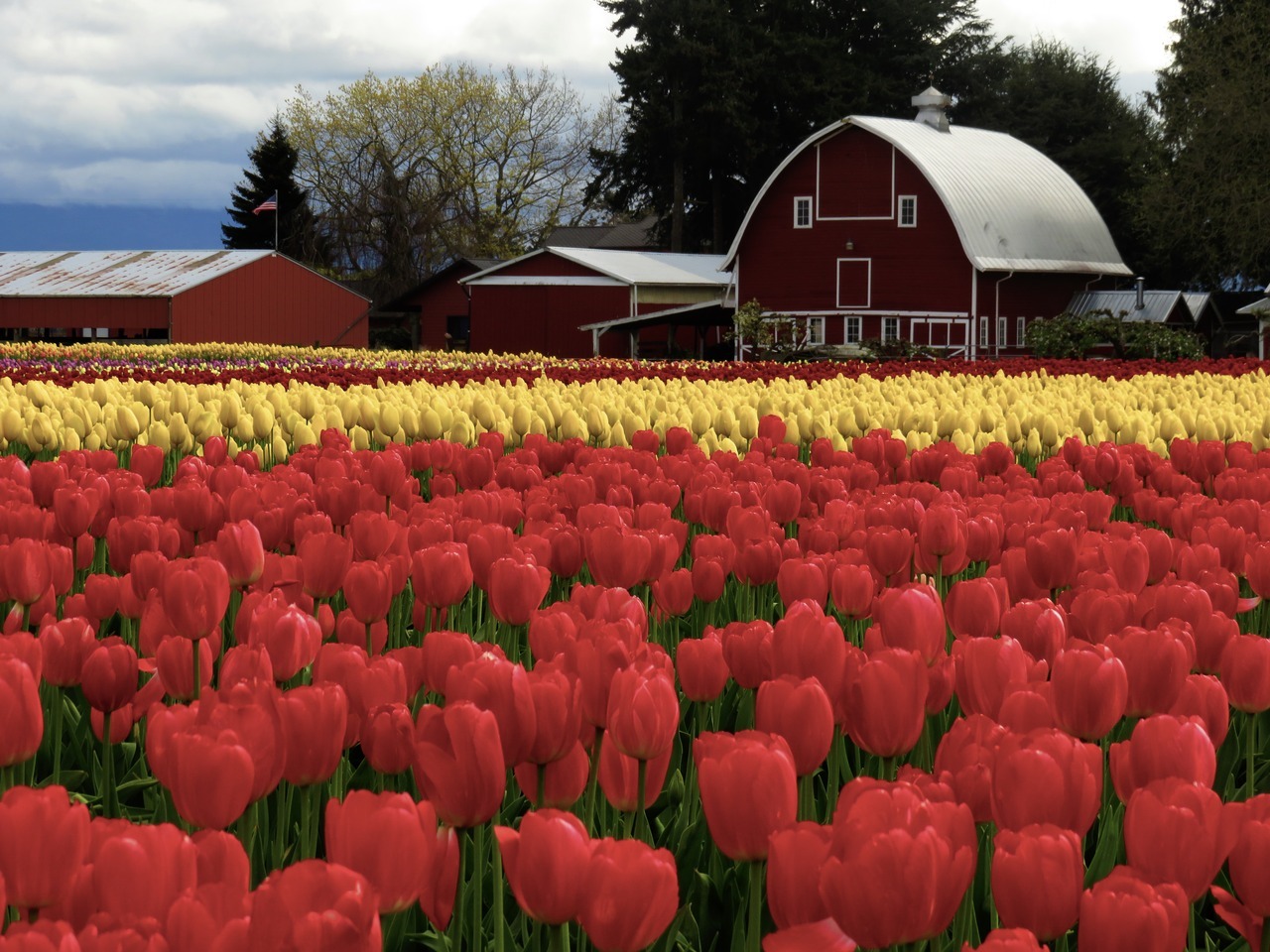 1280x960, 315 Kb / тюльпаны