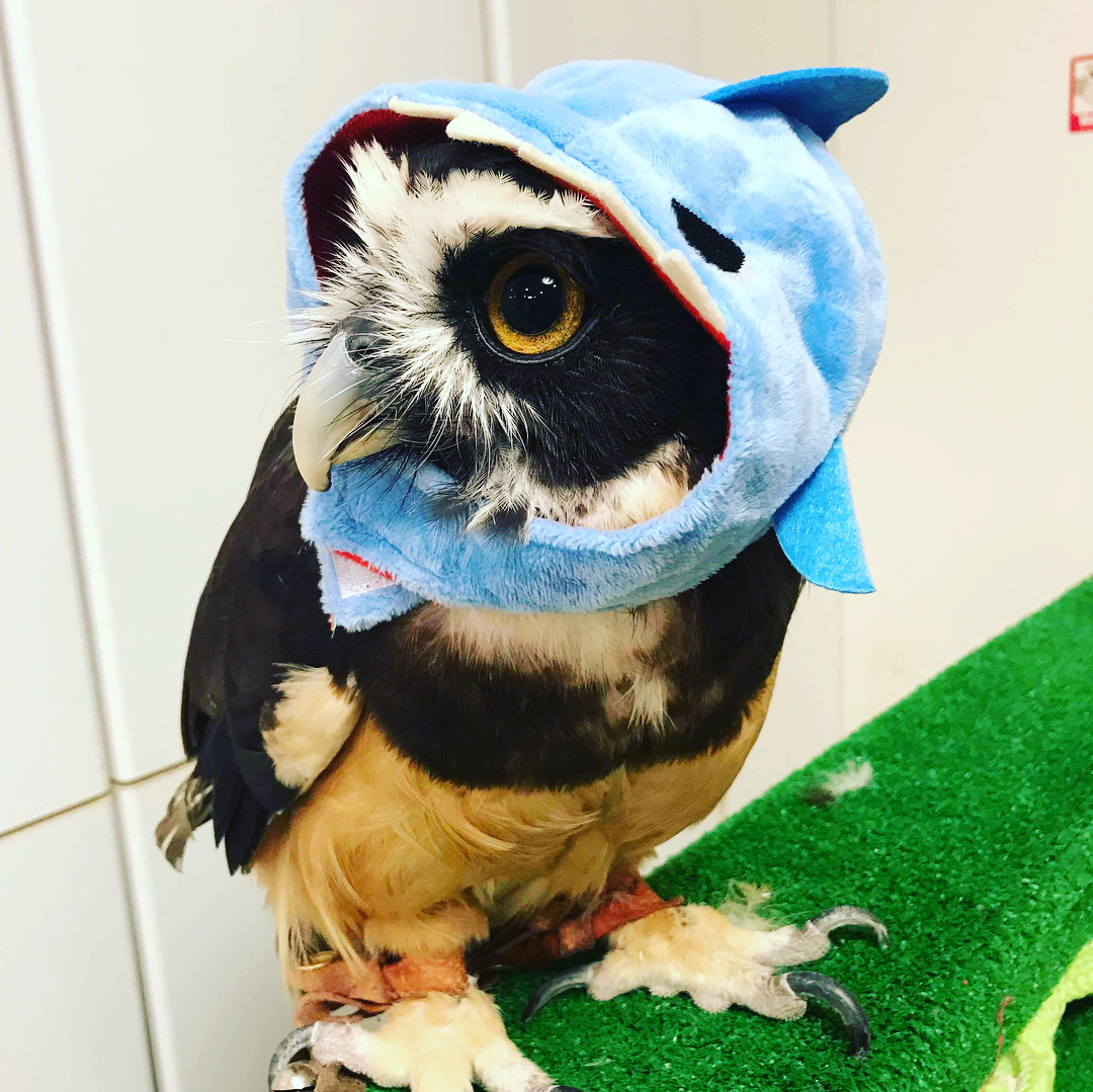 1080x1079, 366 Kb / сова, акула, маска, балаклава, когти