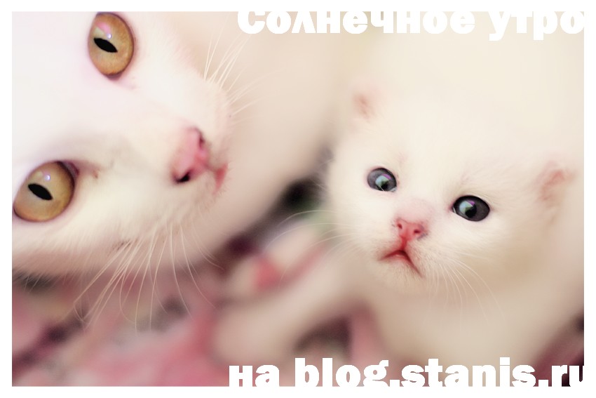 850x567, 64 Kb / кошка и котёнок, белая кошка, красиво