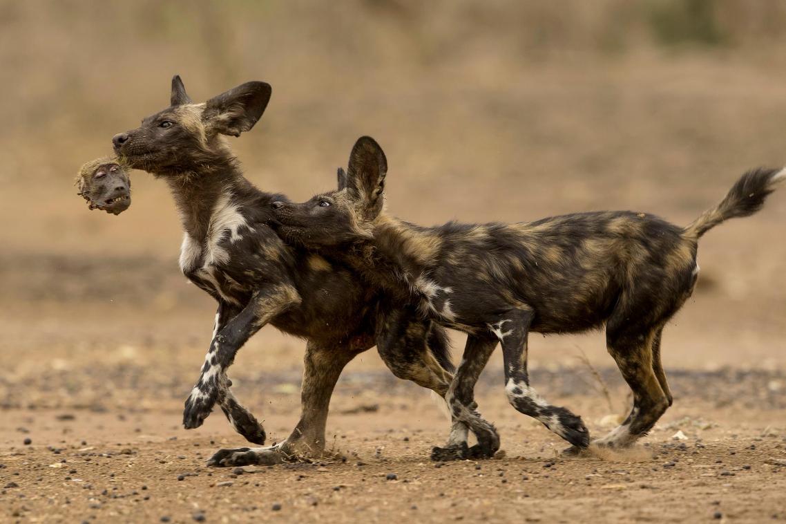 1138x758, 96 Kb / веселуха, голова, гиеновидная собака, павиан