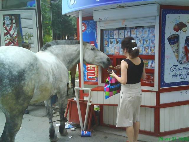 640x480, 65 Kb / лошадь, ларек, мороженое