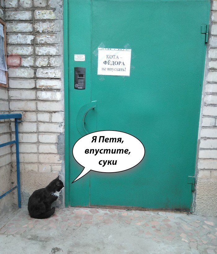 700x817, 139 Kb / кот, дверь, домофон, петя, федор