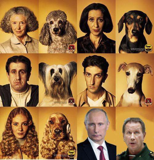 500x521, 53 Kb / собаки, хозяева, сходство, политота