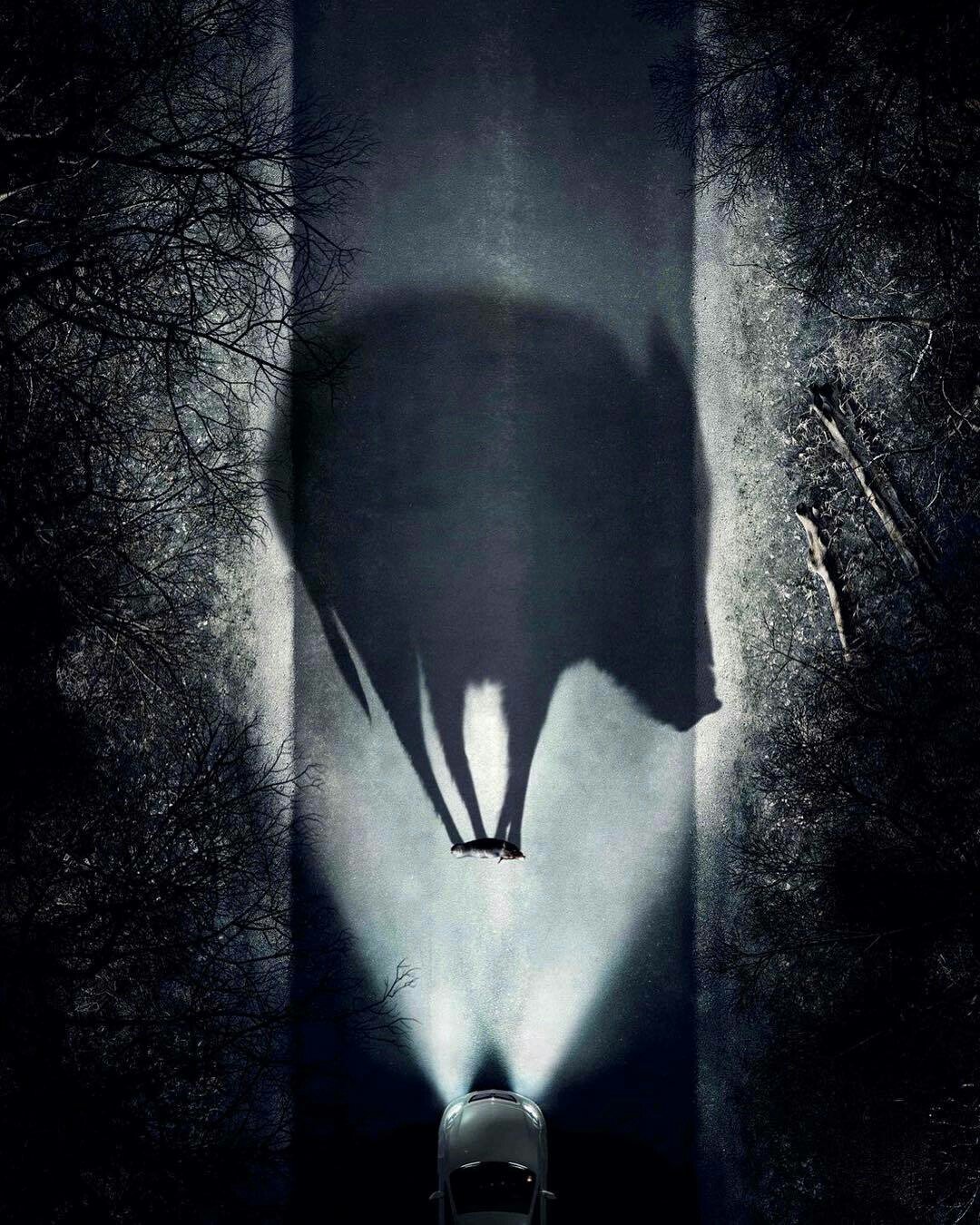 1080x1350, 336 Kb / тень, свинья, кабан, лес, дорога, ночь, свет, фары, автомобиль, фотошоп