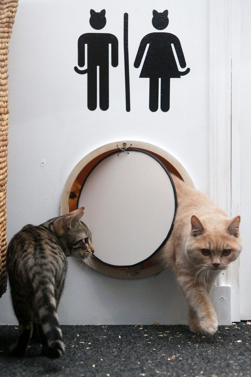 818x1227, 117 Kb / коты, дверь, туалет