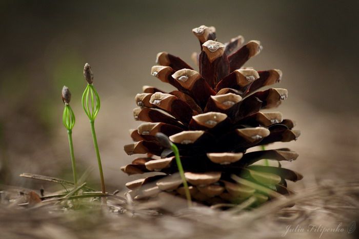 700x466, 36 Kb / шишка, ростки