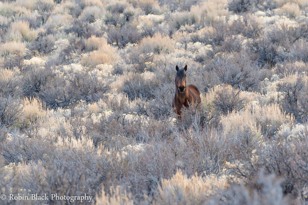1024x684, 313 Kb / лошадь, заросли, кусты