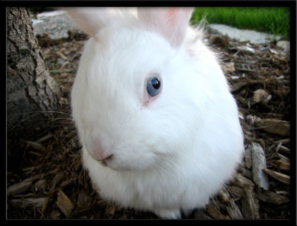 600x457, 53 Kb / кролик