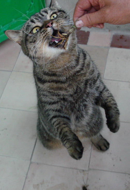 504x733, 94 Kb / кот, валериана, clepa