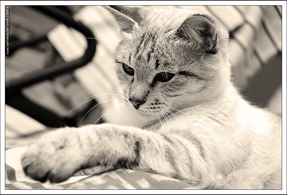 934x634, 122 Kb / кот, ч/б