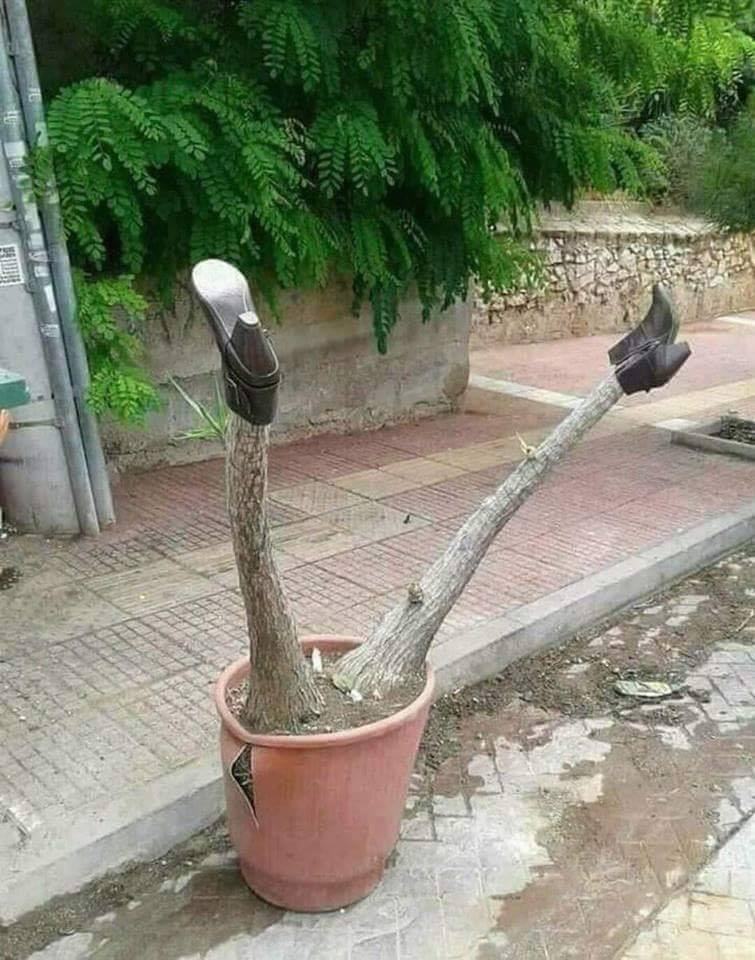 755x960, 123 Kb / ветки, ботинки, горшок