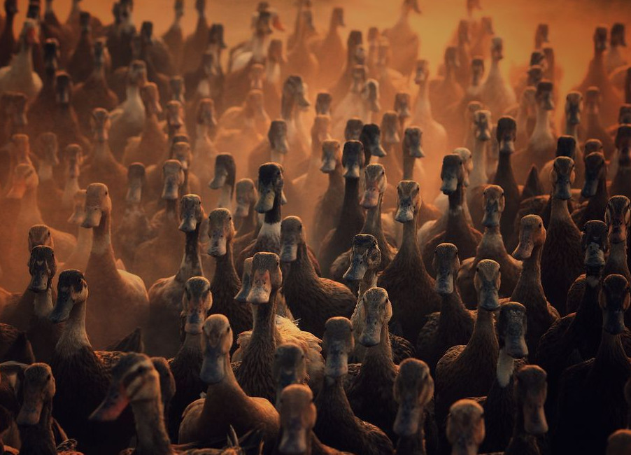 902x650, 160 Kb / утки