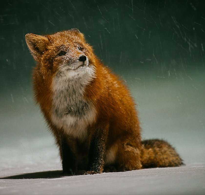 840x801, 93 Kb / Лиса, снег, рыжая