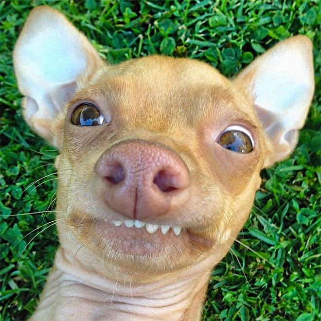 660x660, 86 Kb / собака, зубы, трава