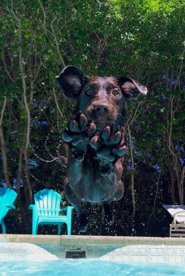 619x923, 155 Kb / собака, прыжок, бассейн, лапы