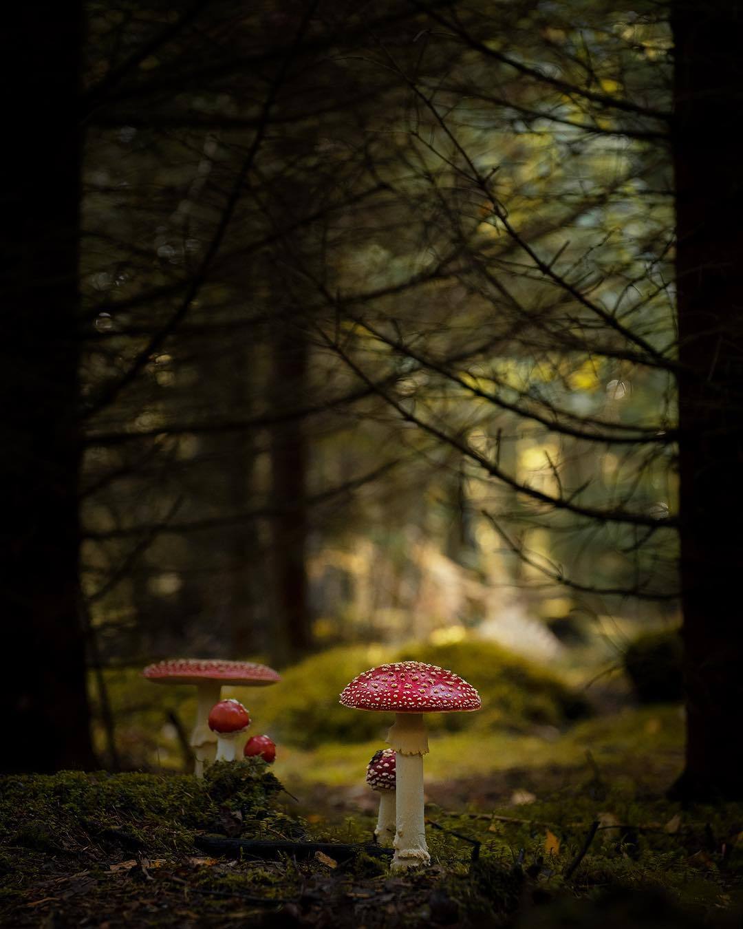 1080x1350, 114 Kb / лес, грибы, мухоморы