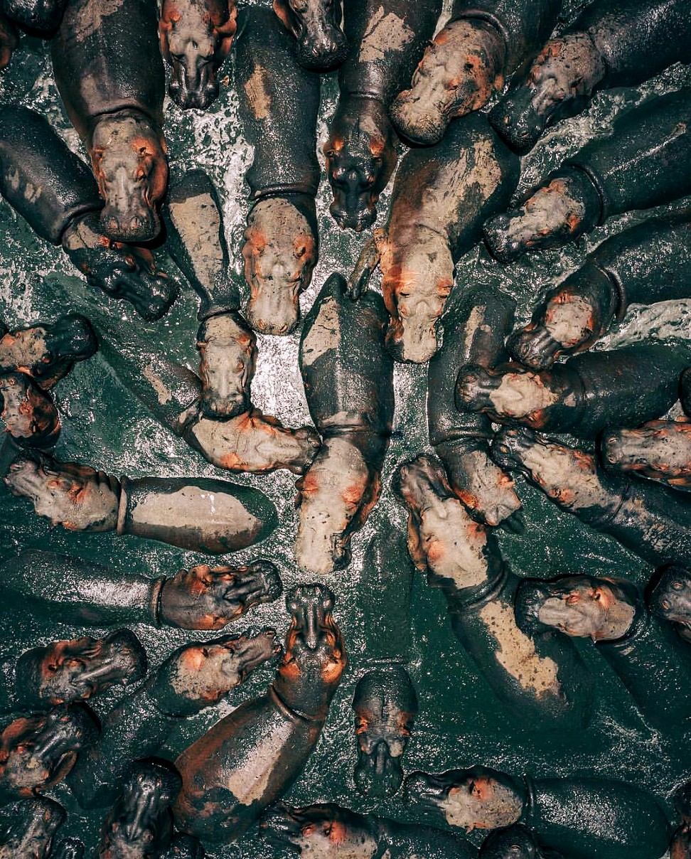 972x1208, 548 Kb / бегемоты, гиппопотамы, грязь, сверху