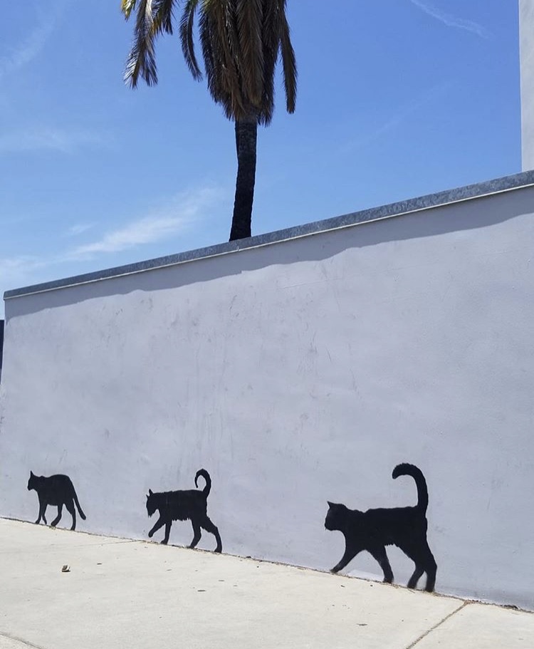 750x911, 126 Kb / пальма, стена, коты, чёрные, граффити
