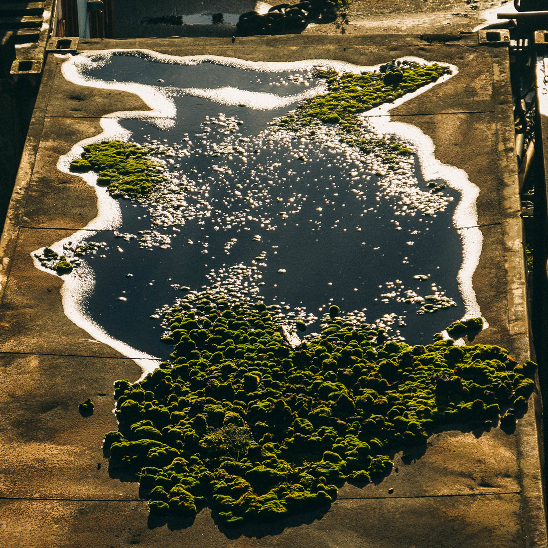 1100x1100, 617 Kb / контейнер, зелень, лужа