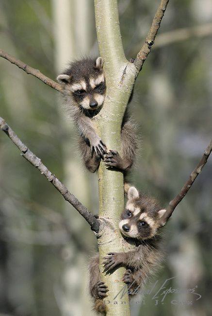 437x650, 38 Kb / еноты, дерево