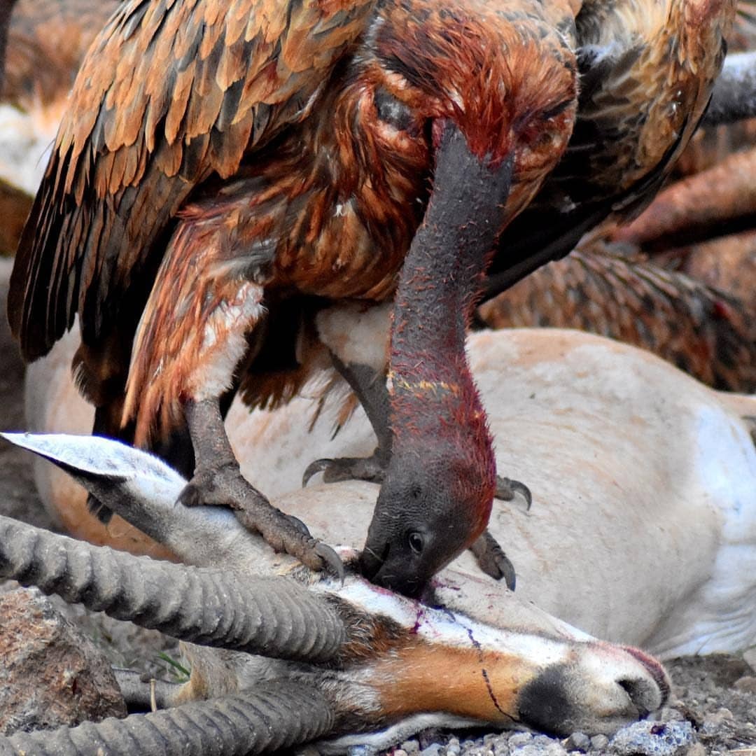 1080x1080, 201 Kb / гриф, парнокопытное