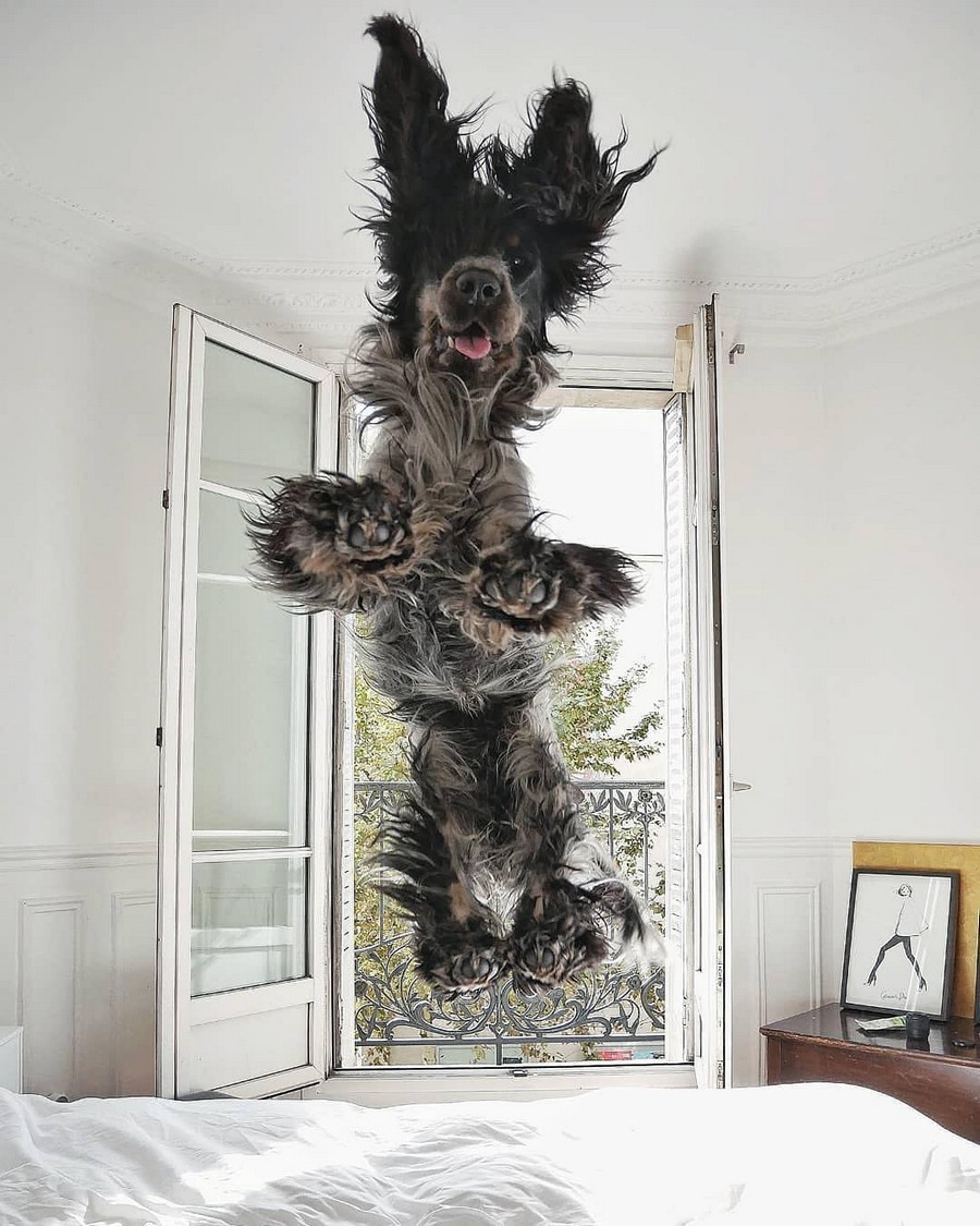 900x1125, 209 Kb / собака, прыжок, полёт, постель, окно