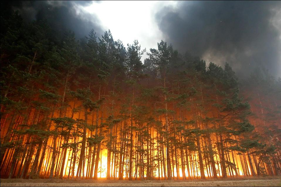 958x639, 102 Kb / лес, пожар, дым, огонь, деревья