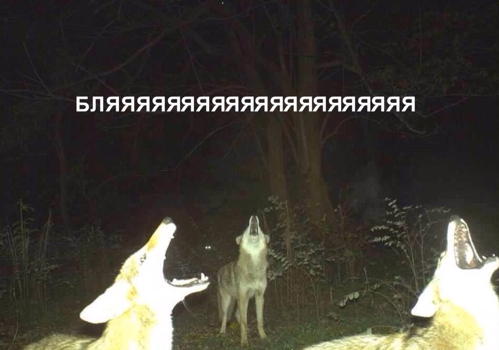 1024x718, 77 Kb / Волки, бля, вой