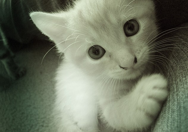 633x443, 72 Kb / котенок