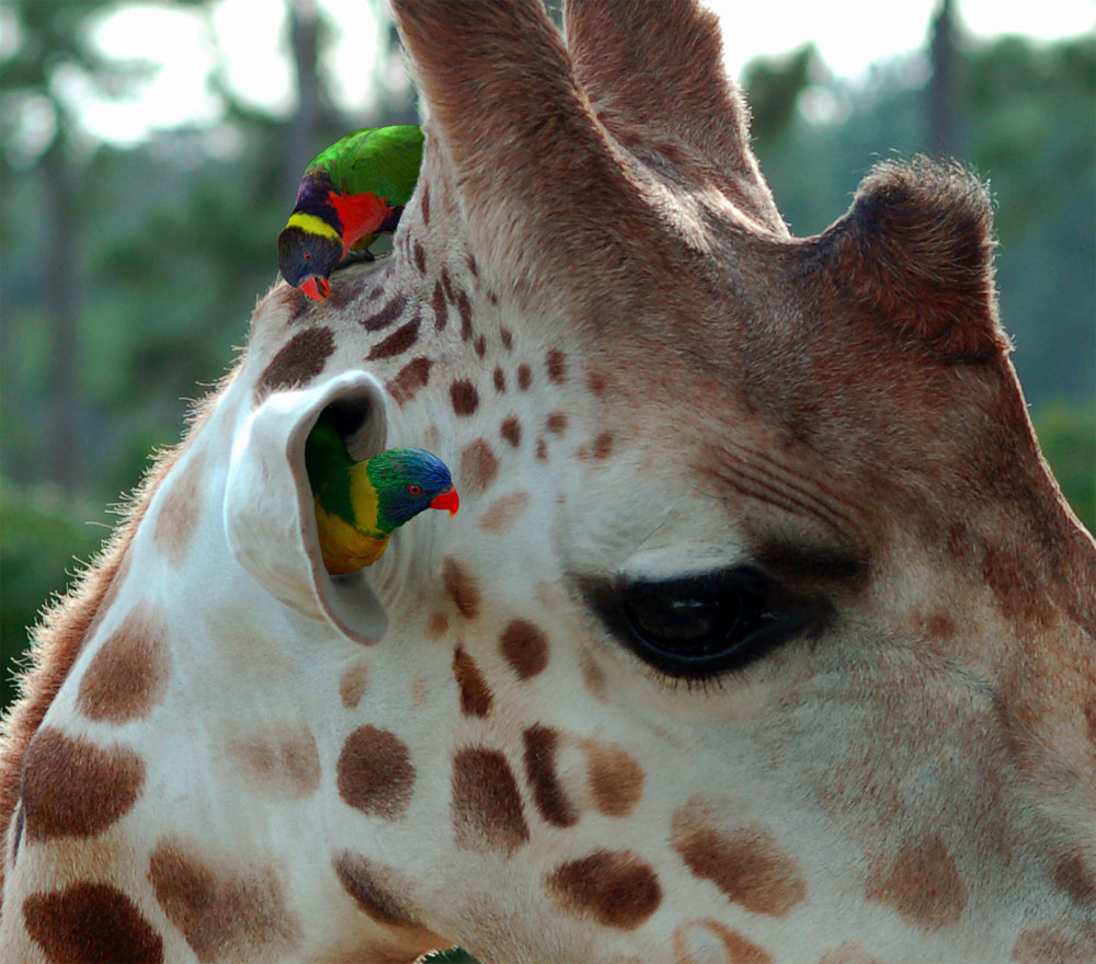 1000x880, 195 Kb / жираф, попугай