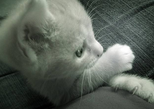 624x443, 64 Kb / киса