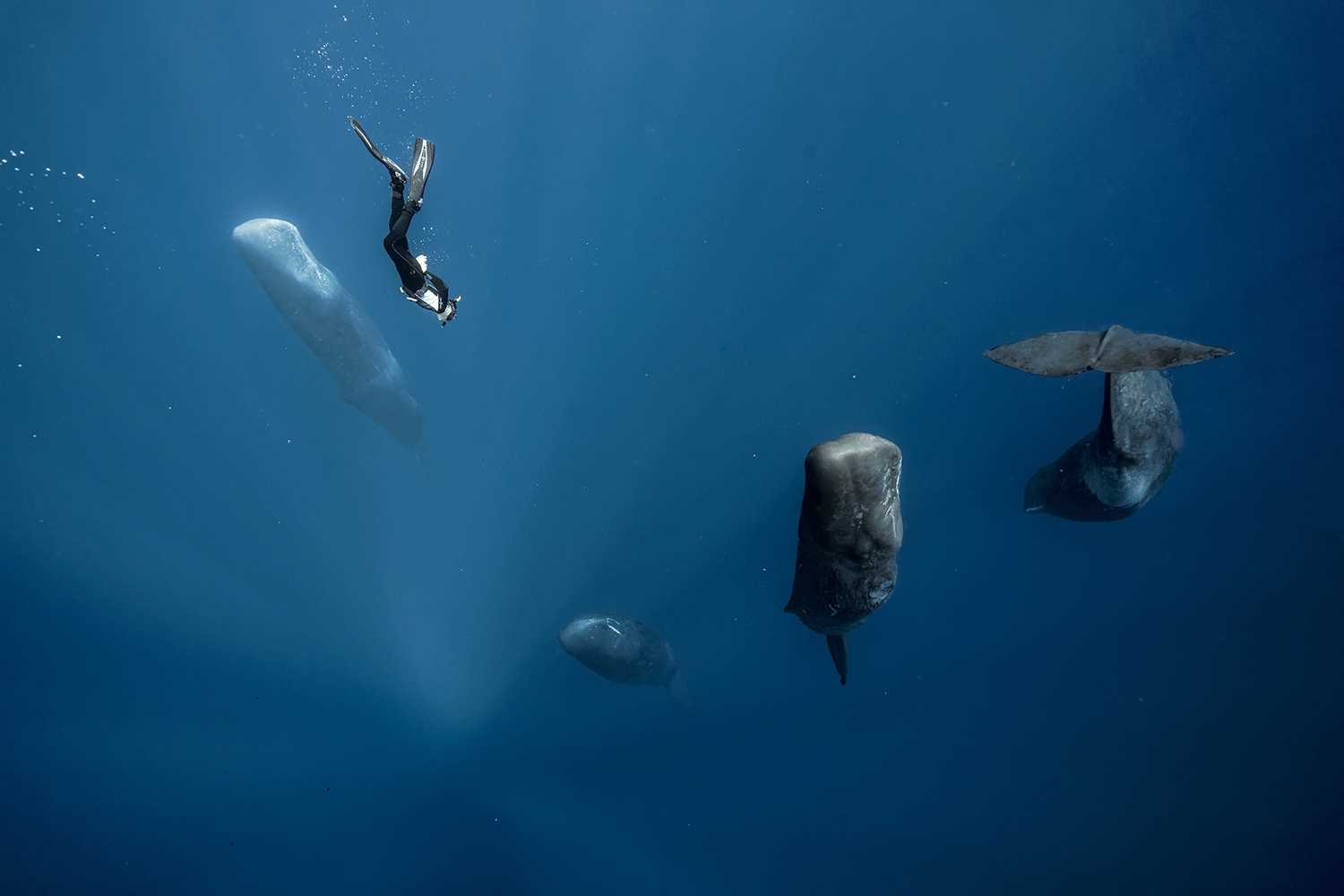 1500x1000, 431 Kb / кит, сон, океан, глубина, дайвер, водолаз