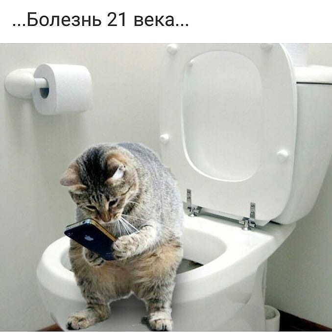 678x678, 45 Kb / Кот, телефон, туалет