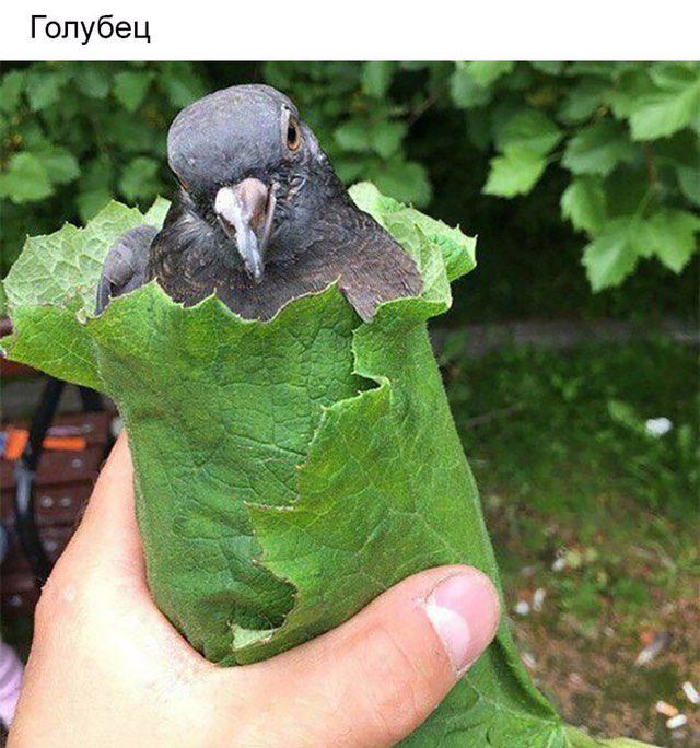 640x684, 74 Kb / Голубь, голубец