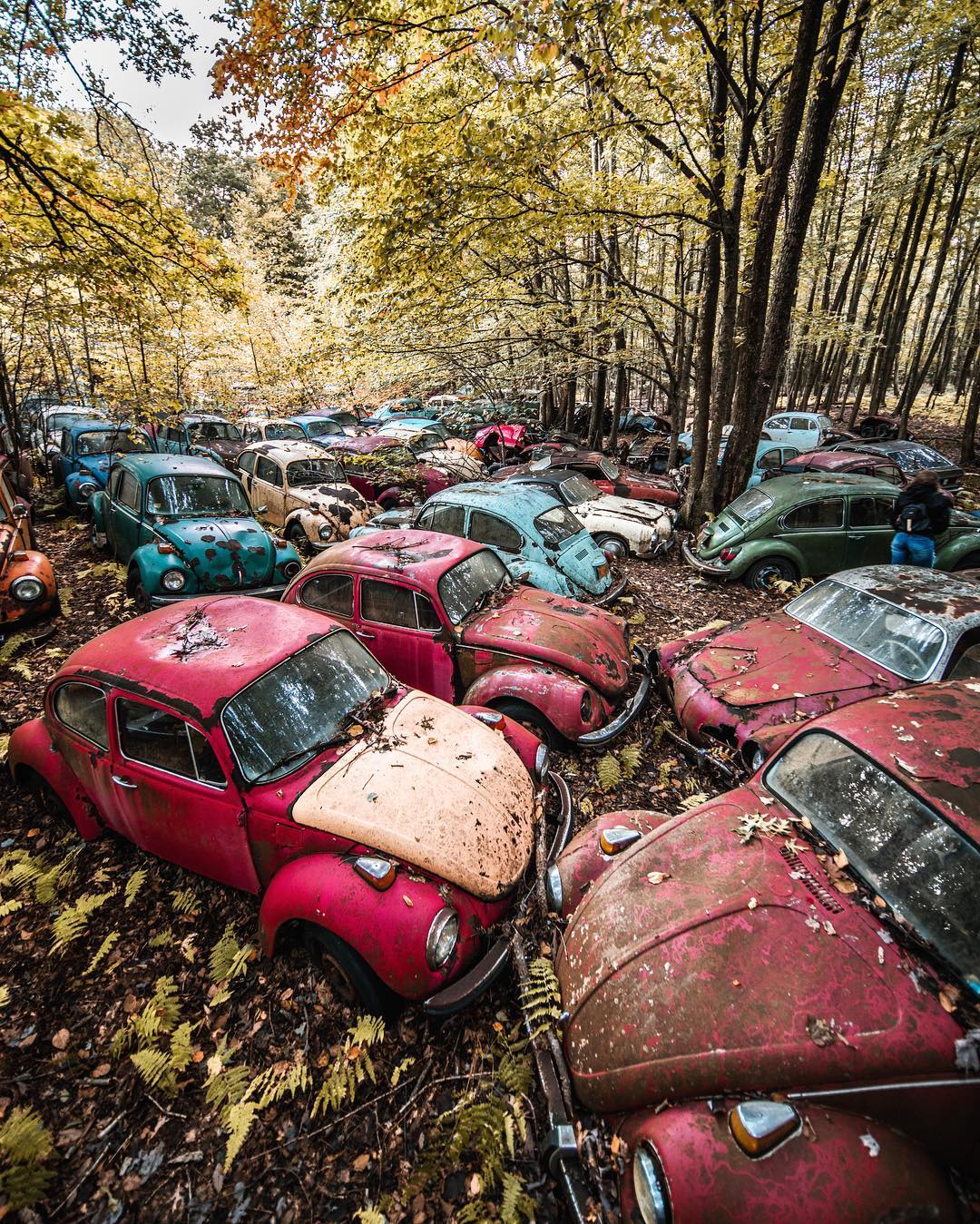 1080x1349, 436 Kb / жуки, ржа