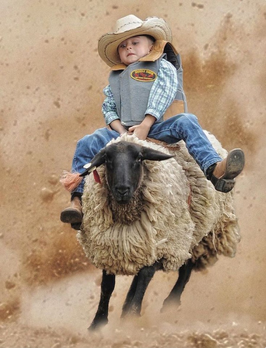 900x1179, 226 Kb / наездник, овца