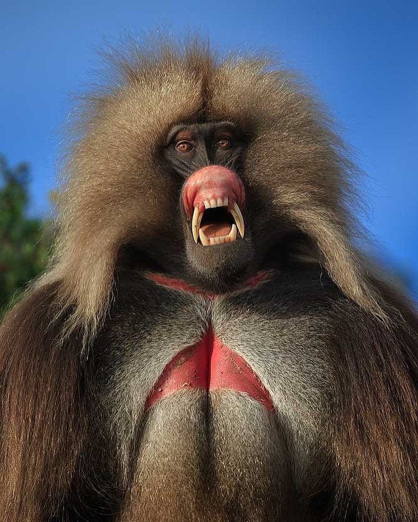 832x1040, 223 Kb / обезьяна, клыки, зубы, грудь