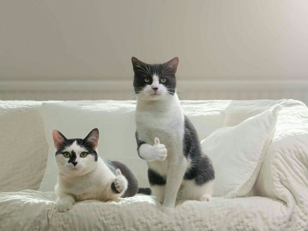 1000x749, 101 Kb / Коты, класс