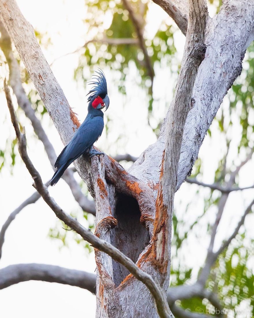 880x1100, 188 Kb / попугай, дерево, дупло