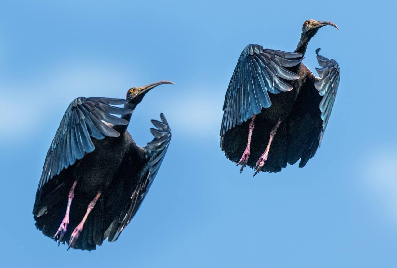 1280x866, 70 Kb / две, птицы, летят, снизу